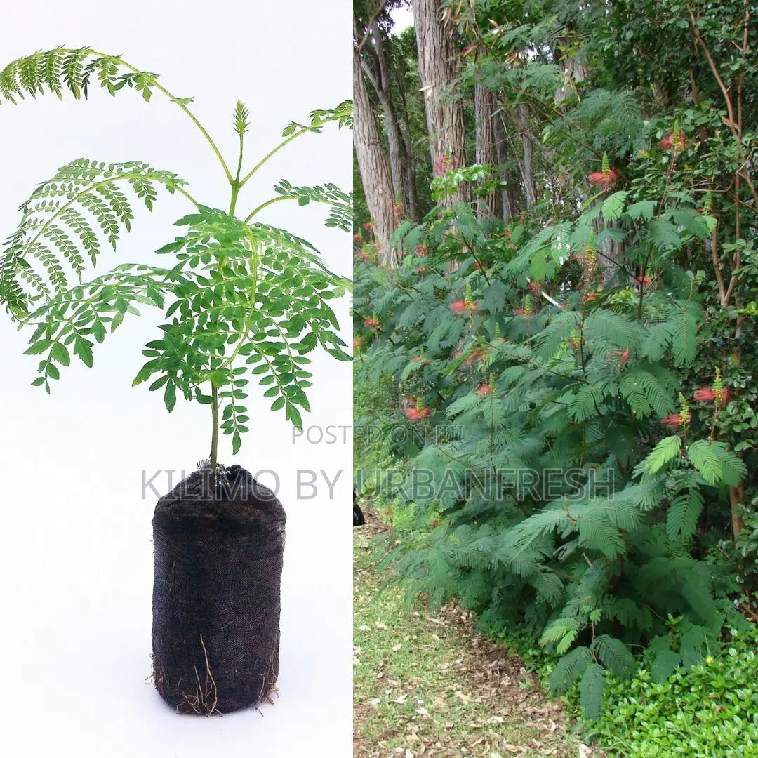 Calliandra Fodder Tree Seedling Moq 20.