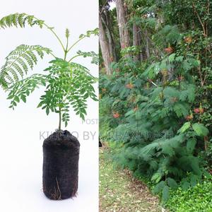 Calliandra Fodder Tree Seedling - thumbnail 2