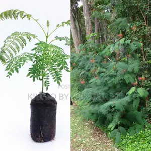 Calliandra Fodder Tree Seedling