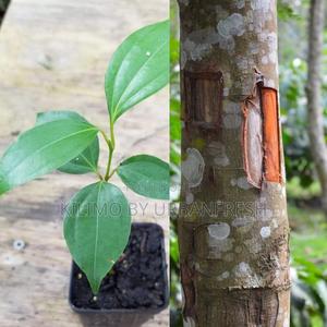 Cinnamon Tree Seedling - thumbnail 2
