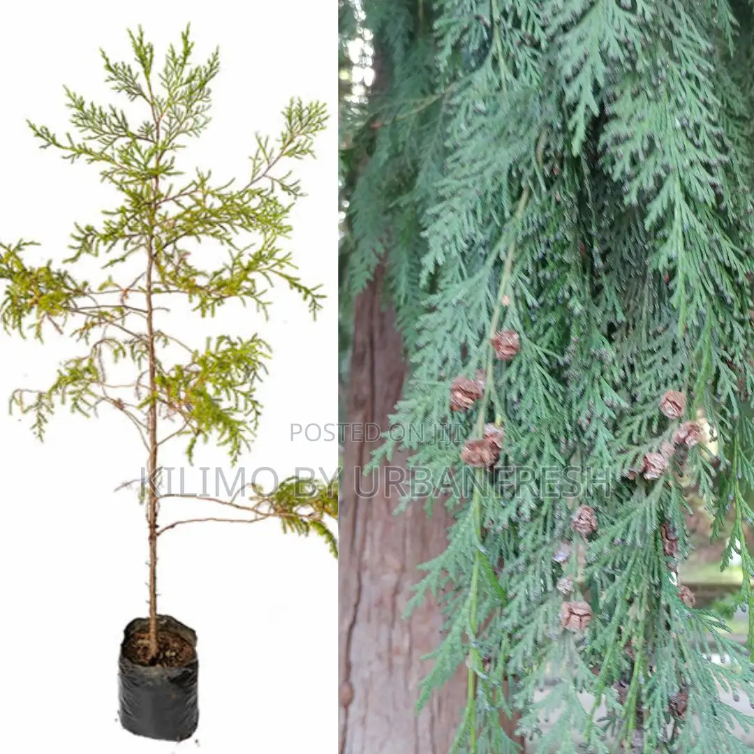 Cedar for Poles Tree Seedling