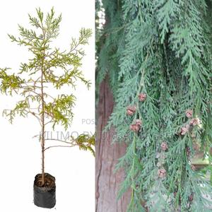 Cedar for Poles Tree Seedling - thumbnail 2