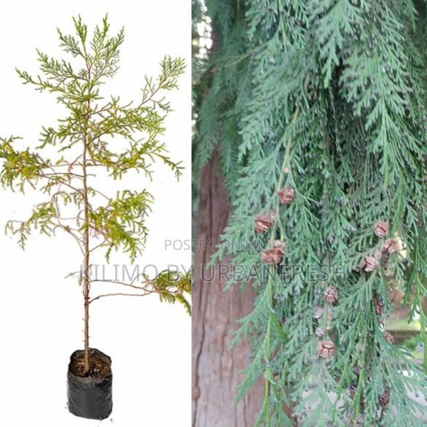 Cedar for Poles Tree Seedling - main view