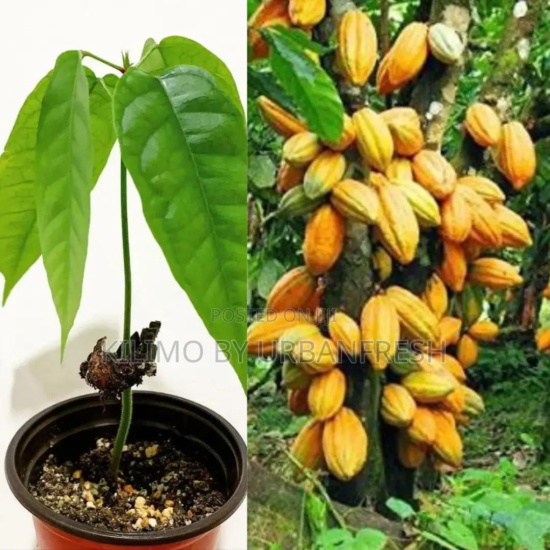 Cocoa Tree Seedling