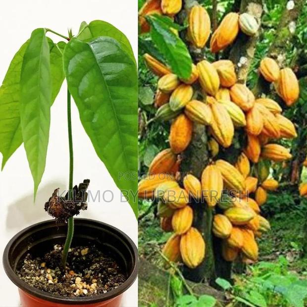 Cocoa Tree Seedling - main view