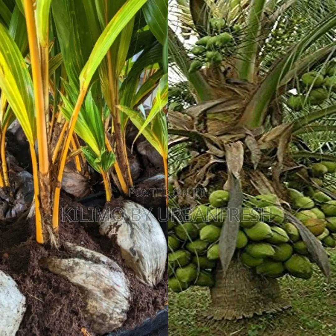 Coconut Tall Dwarf Tree Seedling.
