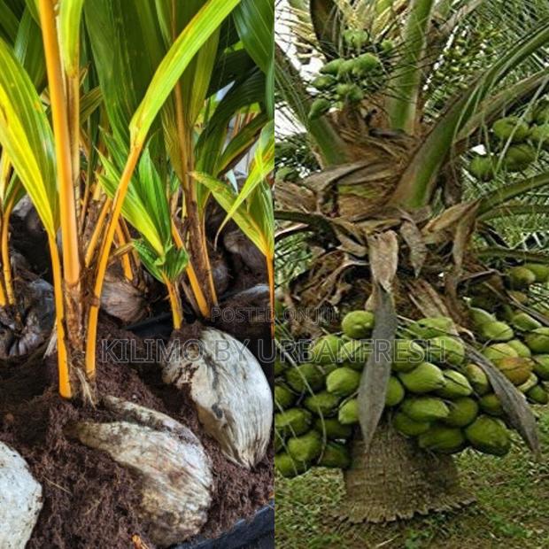 Coconut Tall/Dwarf Tree Seedling - main view