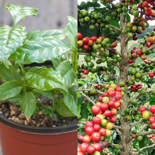 Coffee Ruiru/Batian/Arabika Tree Seedling(Moq KSHS 3000) - main view
