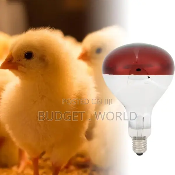 250W Chicken Bulb