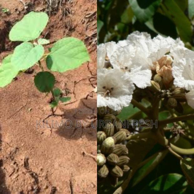 Cordia Africana Tree Seedling - main view