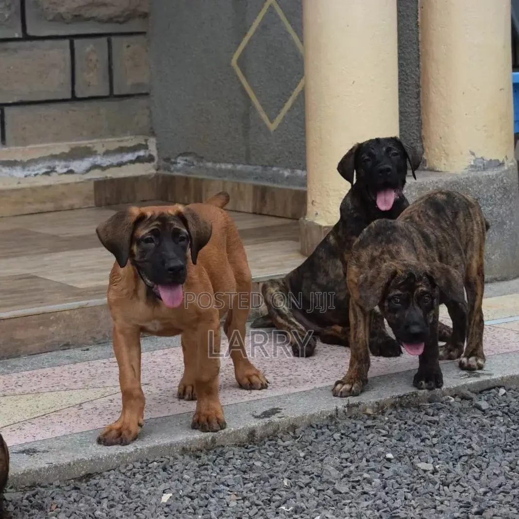1-3 months Female Purebred Boerboel