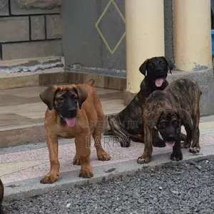 1-3 months Female Purebred Boerboel