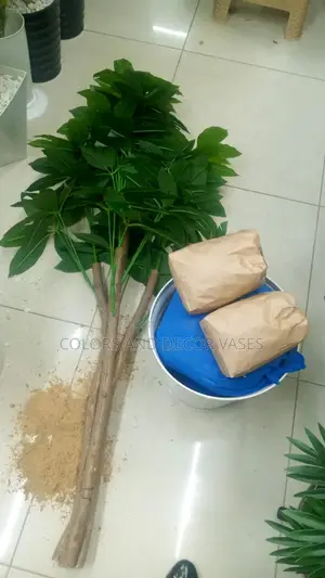Avacado Plant and Plastic Vase With White Stones