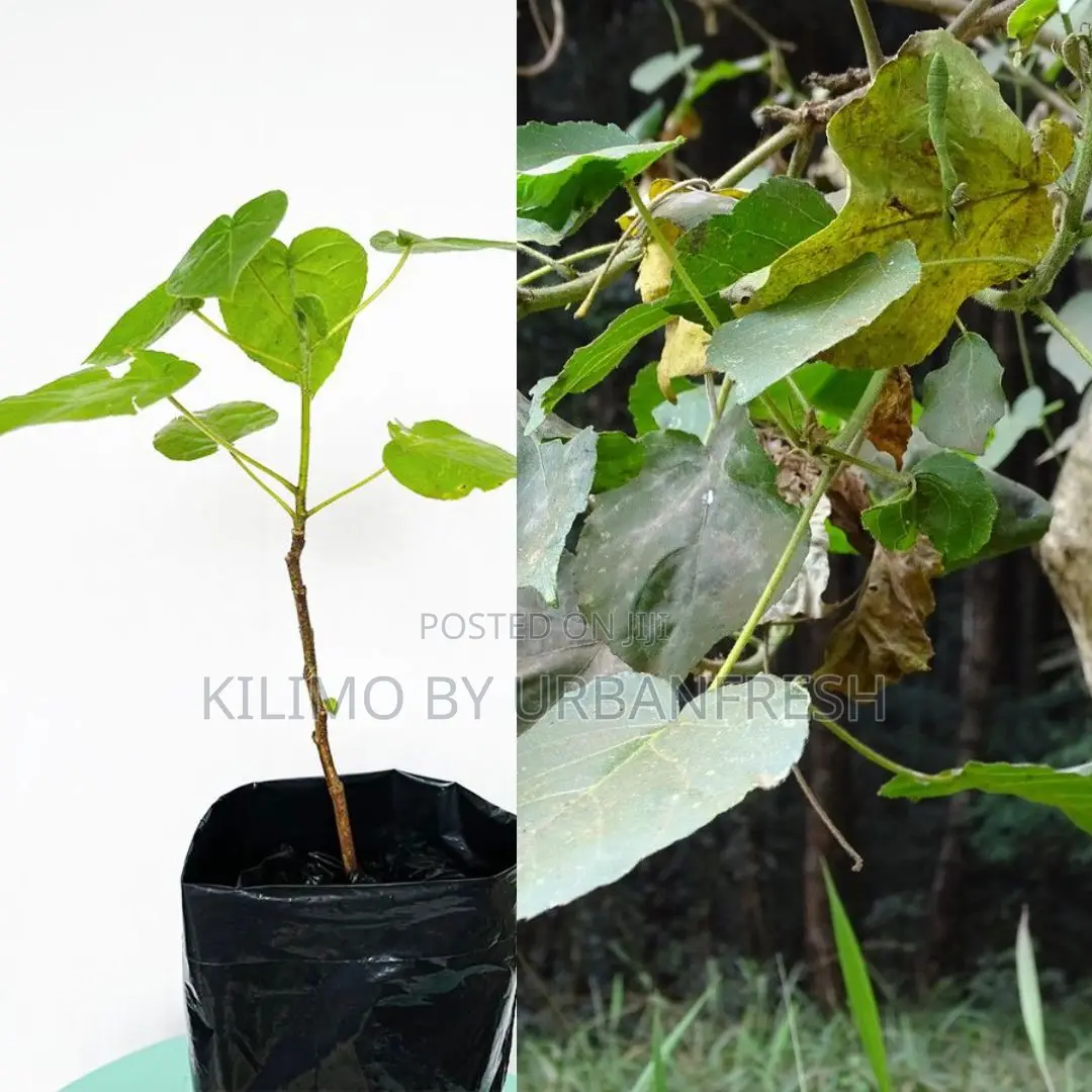 Croton Macrostachyus Tree Seedling (Moq3000)
