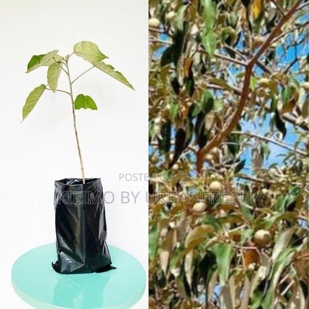Croton Megalocarpus Tree Seedling (Moq KSHS 3000) - main view