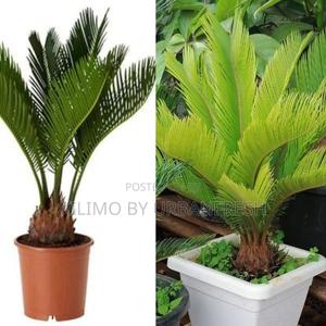 Cycad Palm Tree Seedling - thumbnail 2