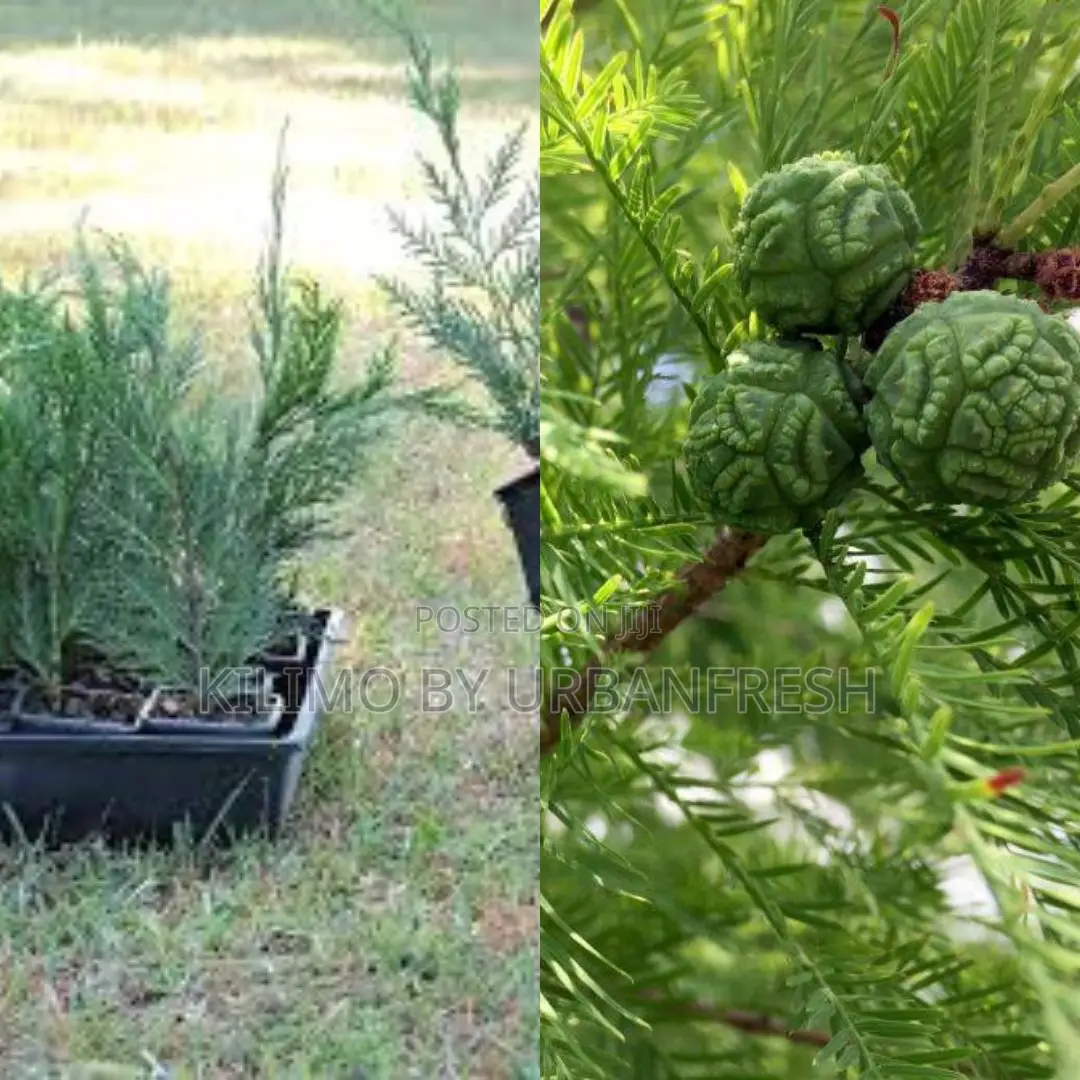 Cypress Tree Seedling (Moq KSHS 3000)