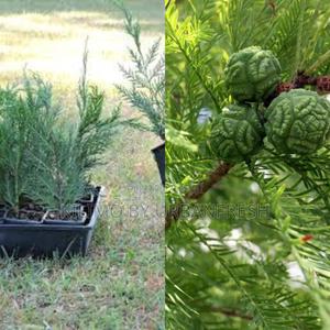 Cypress Tree Seedling (Moq KSHS 3000) - thumbnail 2