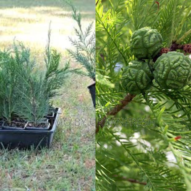 Cypress Tree Seedling (Moq KSHS 3000) - main view