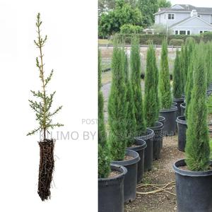 Cypress Italian Tree Seedling. - thumbnail 2