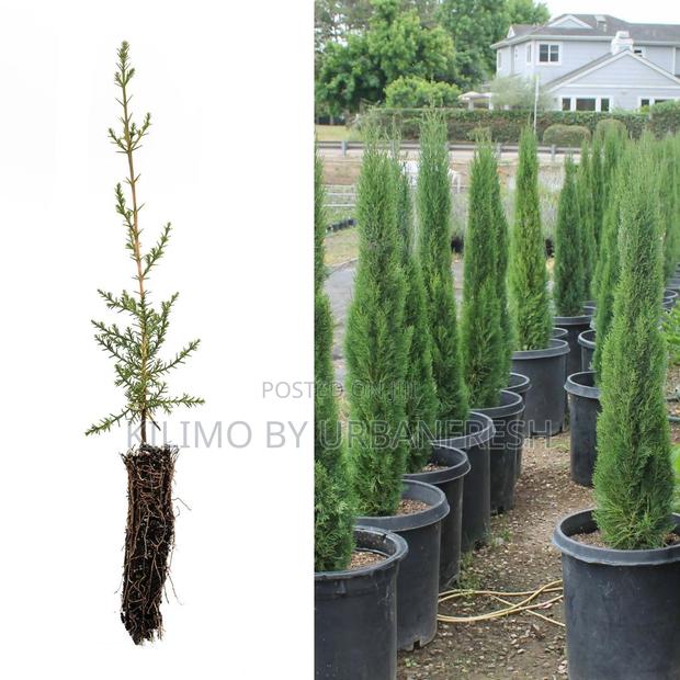 Cypress Italian Tree Seedling. - main view