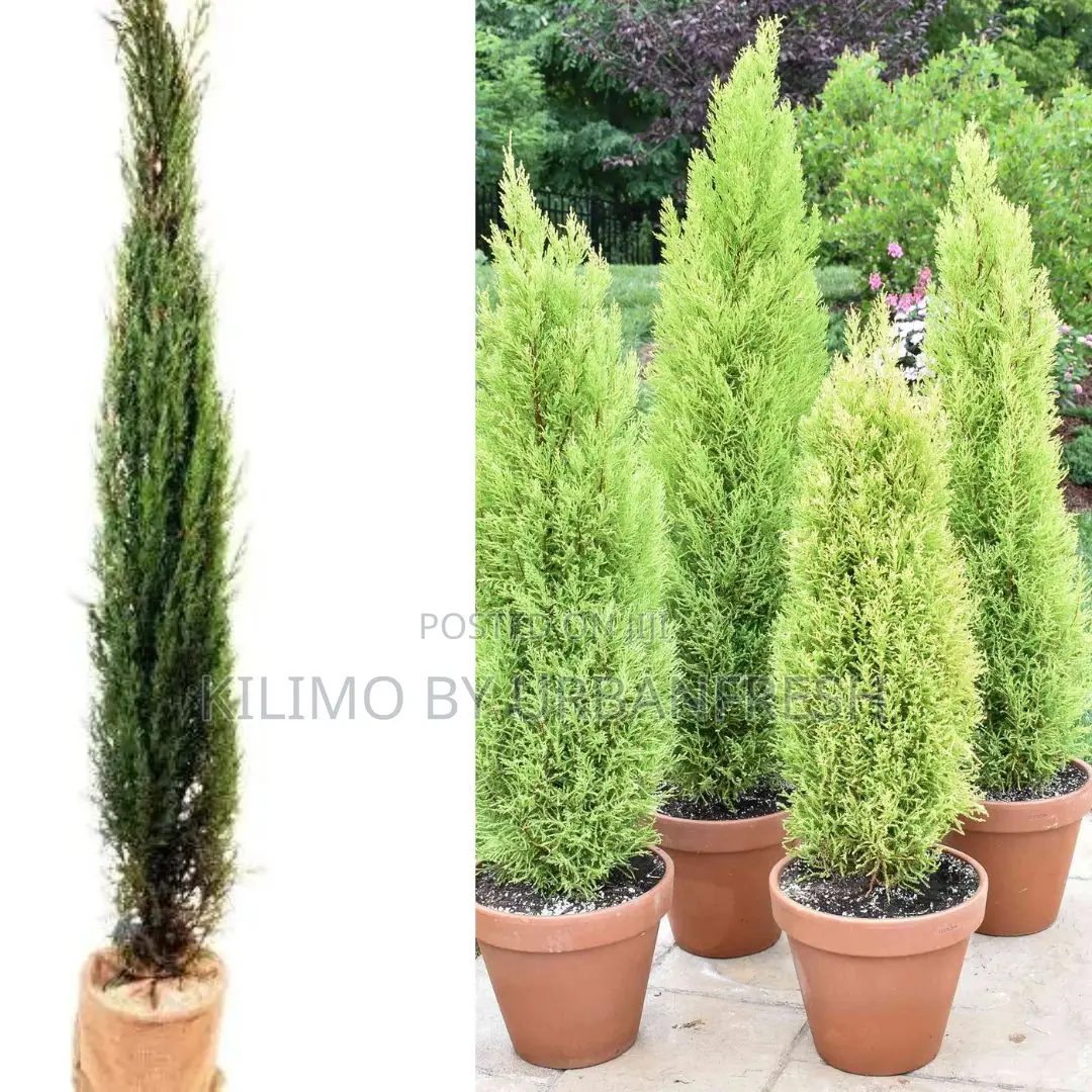 Cypress Ornamental Tree Seedling (Moq KSHS 3000)
