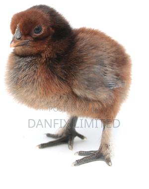 One Day Old Improved Chicks(Kuloiler,Kari,Rainbow) - thumbnail 2