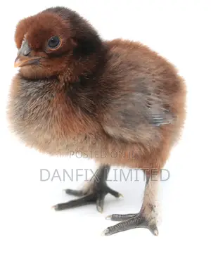 One Day Old Improved Chicks(Kuloiler,Kari,Rainbow)