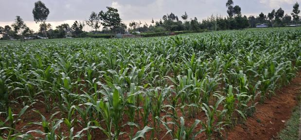 1 Acre For Sale In Sogomo Kapndani In Eldoret Kwa DL