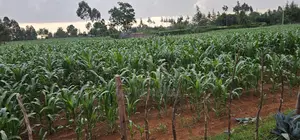 1 Acre For Sale In Sogomo Kapndani In Eldoret Kwa DL