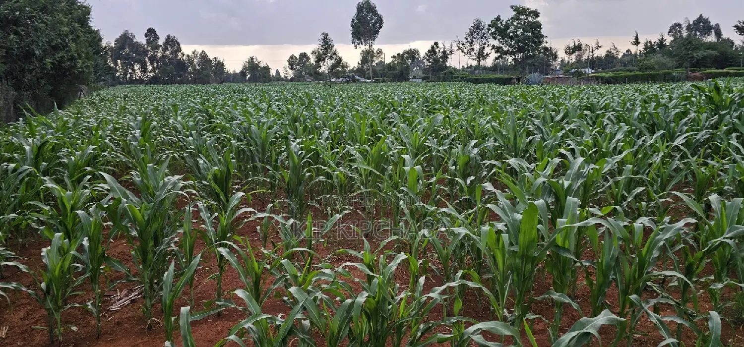 1 Acre For Sale In Sogomo Kapndani In Eldoret Kwa DL