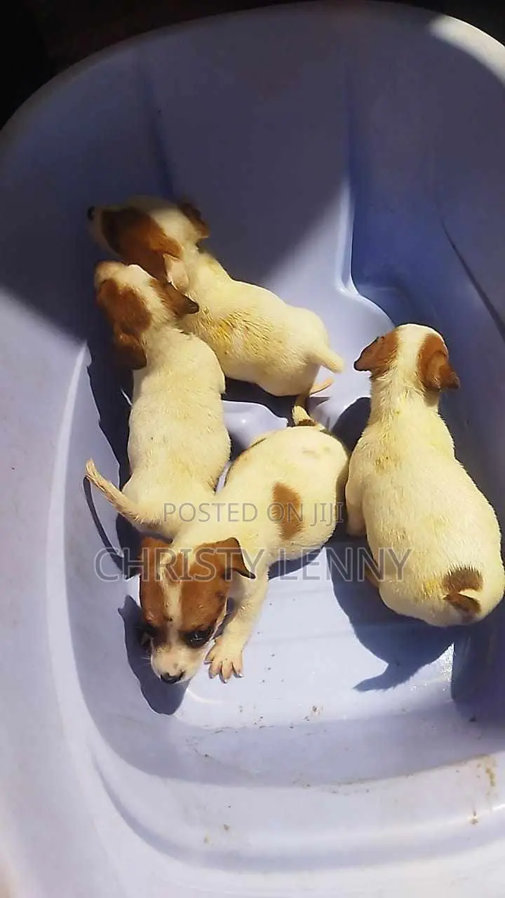 1-3 months Female Purebred Jack Russell Terrier