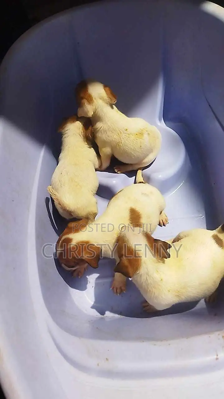 1-3 months Female Purebred Jack Russell Terrier