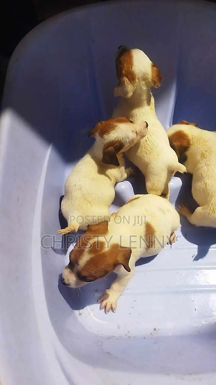 1-3 months Female Purebred Jack Russell Terrier