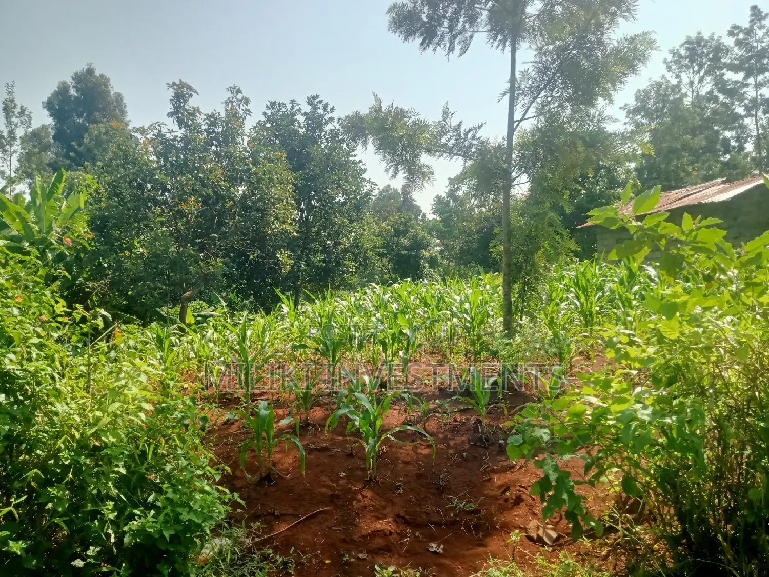 Quarter an Acre on Sale at Kenol