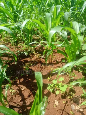 Quarter an Acre on Sale at Kenol
