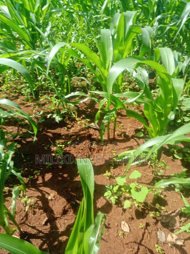 Quarter an Acre on Sale at Kenol - thumbnail 3