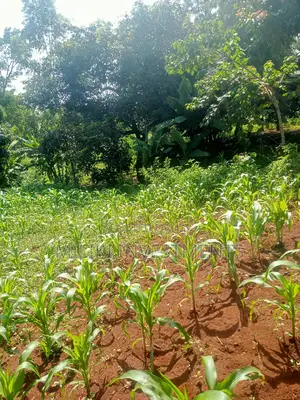 Quarter an Acre on Sale at Kenol