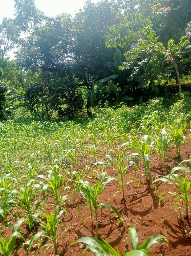 Quarter an Acre on Sale at Kenol - thumbnail 4