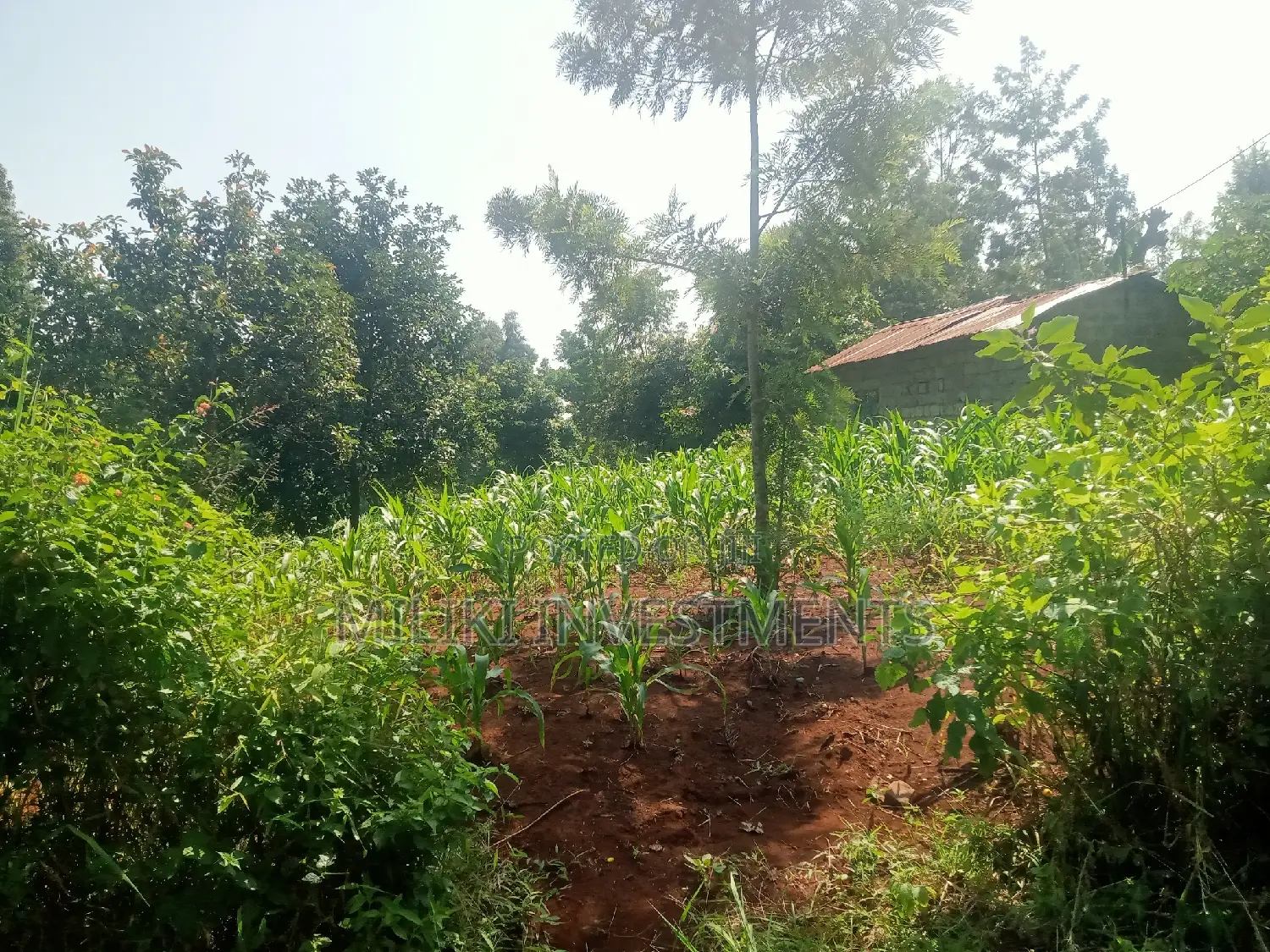 Quarter an Acre on Sale at Kenol