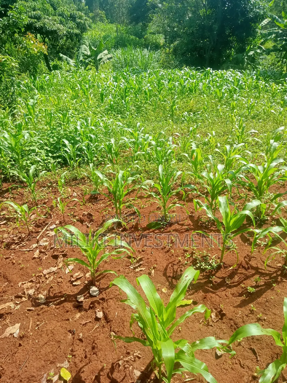 Quarter an Acre on Sale at Kenol
