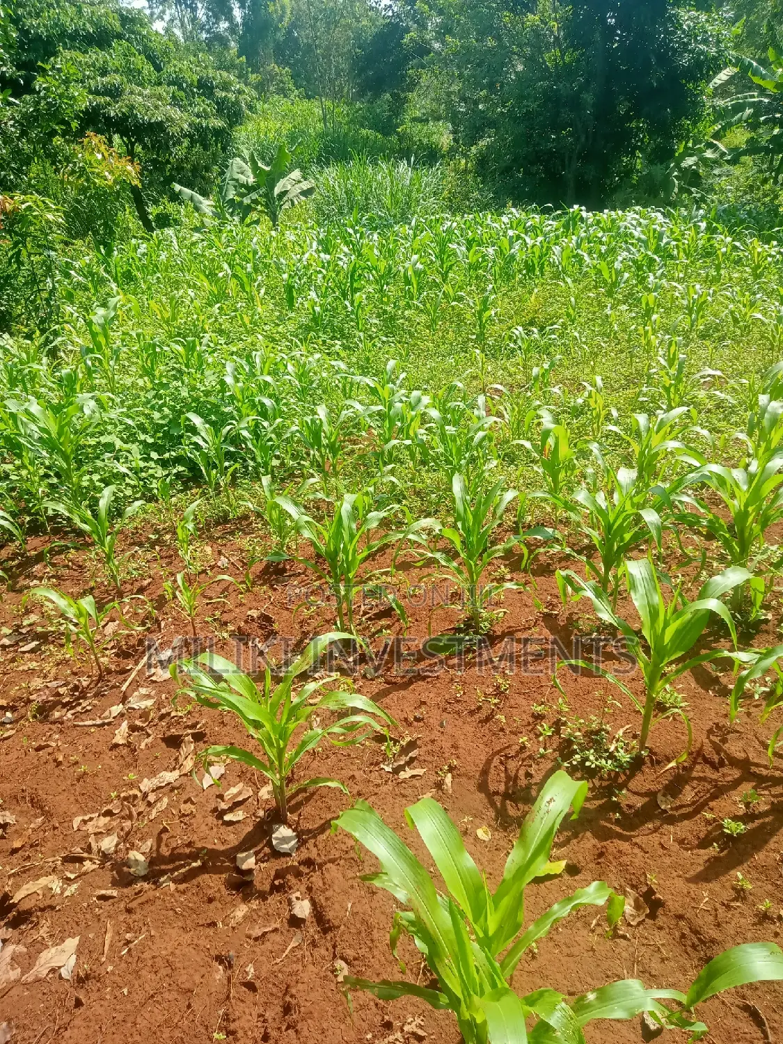 Quarter an Acre on Sale at Kenol