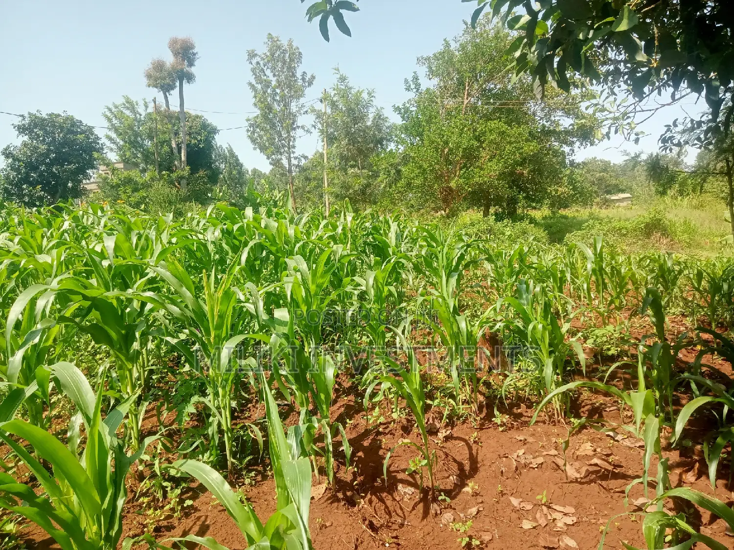 Quarter an Acre on Sale at Kenol