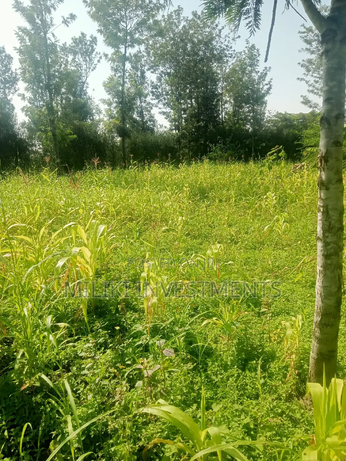 40 by 80 Plots on Sale at Kabati