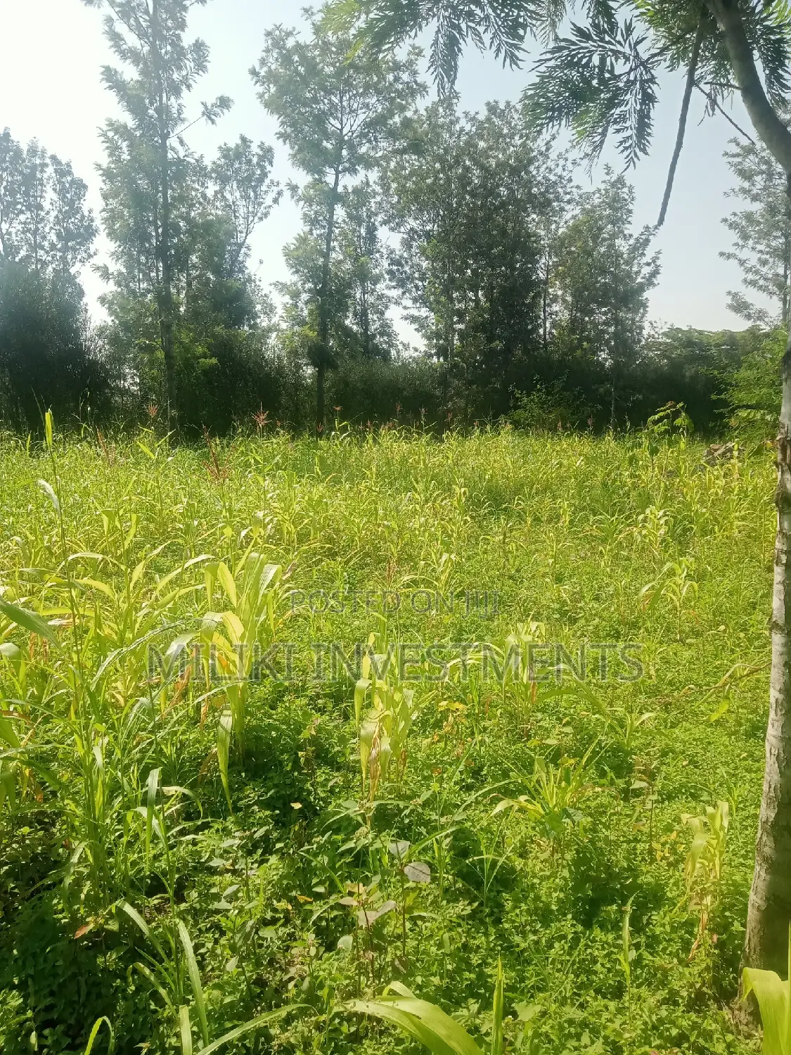 40 by 80 Plots on Sale at Kabati
