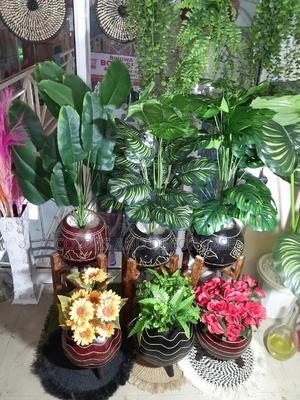 Calabash Plant/Flowers - thumbnail 2