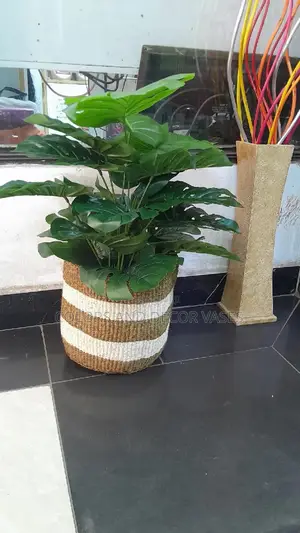Plant, Basket With Decorative Stones