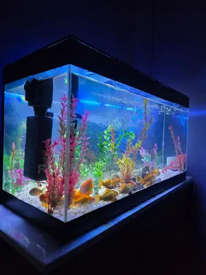 3ft Aquarium Complete With Everything