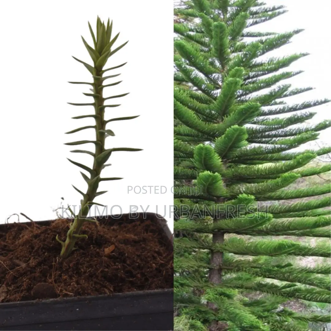 Araucaria Tree Seedling (Moq KSHS 3000)