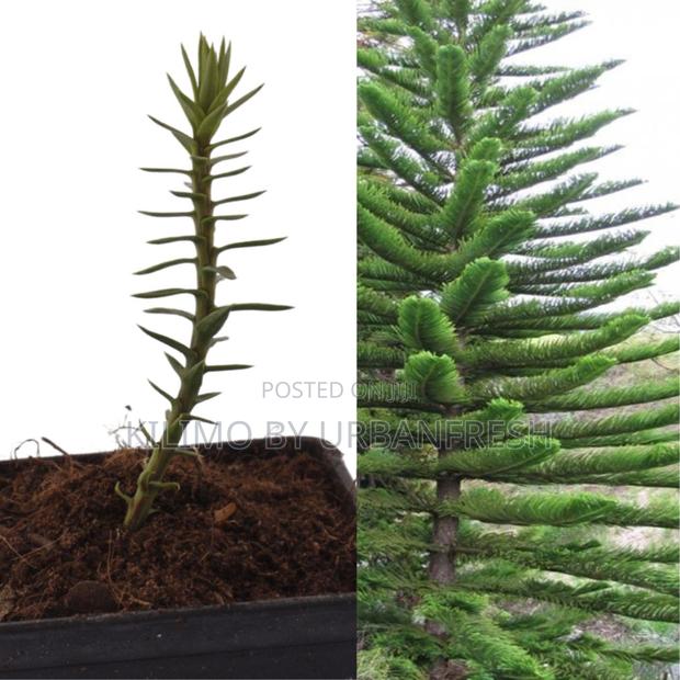 Araucaria Tree Seedling (Moq KSHS 3000) - main view